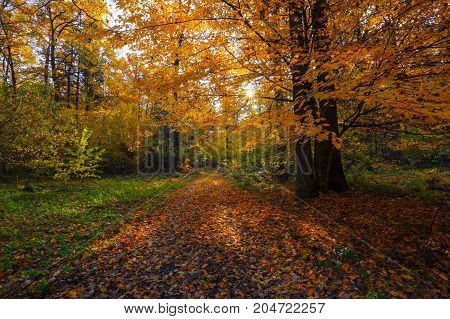 Beautiful sunny forest landscape with a tree and shadows on the lawn on an autumn day. Bright sunlight enlightens trees and bushes from which shadows drop on golden autumn leaves.