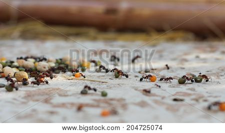 Ants dragging lentils, corn and mung beans from a stack