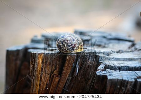 Snail shell over an old tree stump