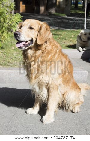 A happy dog. The dog smiles. Golden retriever. The dog is golden in color.