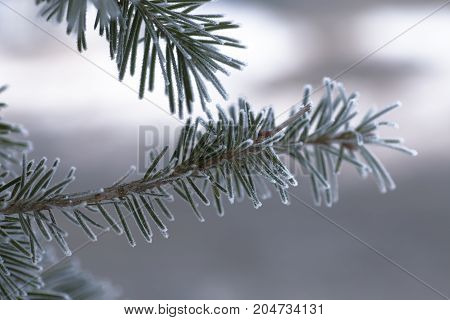 Branch Of Blue Fir-tree Blue, Green, White, Colorado Blue Spruce, Picea Pungens Covered With Hoarfro