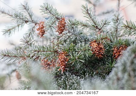 Mature Cone On Branch Of Blue Fir-tree Blue, Green, White, Colorado Blue Spruce, Picea Pungens Cover