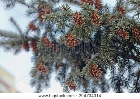 Mature cone on Branch of blue fir-tree blue green white Colorado blue spruce Picea pungens covered with hoarfrost. New Year's Bekraund. Place for a copy-paste.