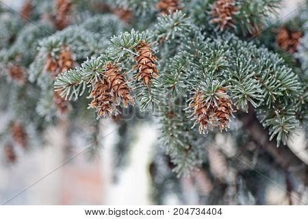 Mature cone on Branch of blue fir-tree blue green white Colorado blue spruce Picea pungens covered with hoarfrost. New Year's Bekraund. Place for a copy-paste.