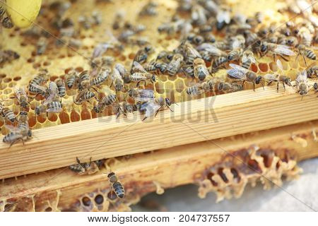 Honeycomb Frame Set Up By Bees, With Lack Of Space For Honey. Self-built Bees Waxed. Bee Family In B