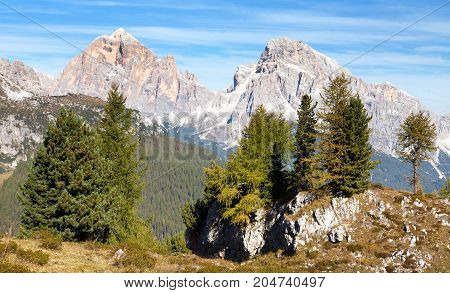 Larch wood and Le Tofane Gruppe Dolomiti Italy