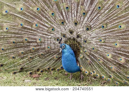 the male peacock is displaying all his tail featers trying to attract a mate