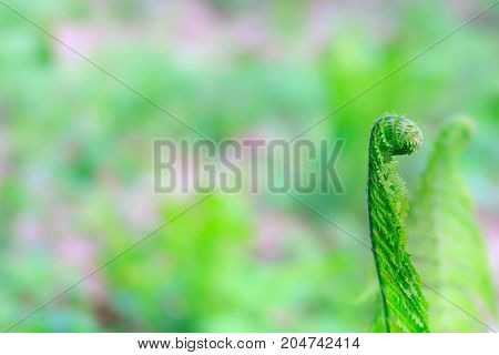 selective focus on the young fern frond or leaf with copy space using as nature blurred background