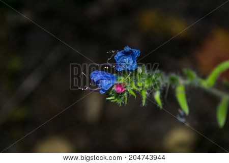 Blue Forest Flowers Close Up