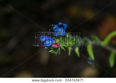 Blue Forest Flowers Close Up