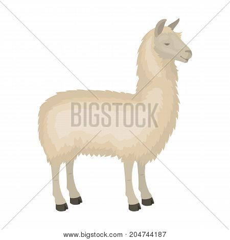 Lama, a South American pack animal. A lame, a cloven-hoofed mammal single icon in cartoon style vector symbol stock illustration .