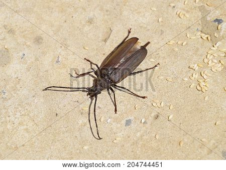 Beetle Bark Beetle. Imago Of An Insect. Beetle With Long Antennae.
