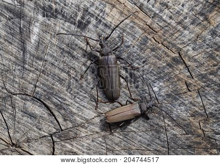 Beetle Bark Beetle. Imago Of An Insect. Beetle With Long Antennae.