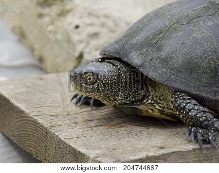 Ordinary River Tortoise Of Temperate Latitudes. The Tortoise Is An Ancient Reptile.