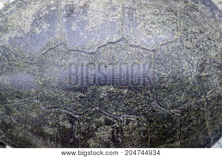 Background Texture Of Tortoise Shell. Turtle Shell.