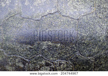 Background Texture Of Tortoise Shell. Turtle Shell.