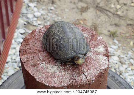 Tortoise On A Wooden Red Stump. Ordinary River Tortoise Of Temperate Latitudes. The Tortoise Is An A