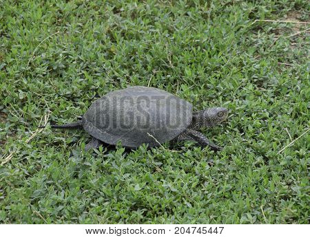 The Tortoise Crawls Along The Green Grass. Ordinary River Tortoise Of Temperate Latitudes. The Torto