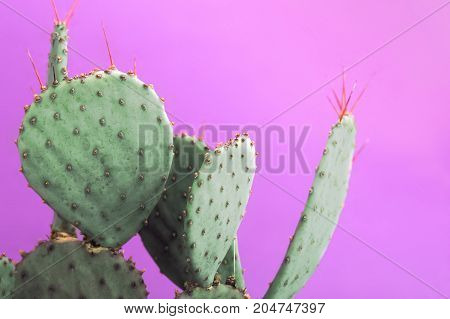 Closeup green cactus with needles pattern on pink background. Decorative cactus. Big beautiful cactus with needles in a pot. Photo of cactus.