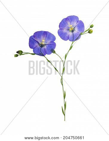 Pressed and dried delicate blue flower flax isolated on white background. For use in scrapbooking pressed floristry or herbarium.