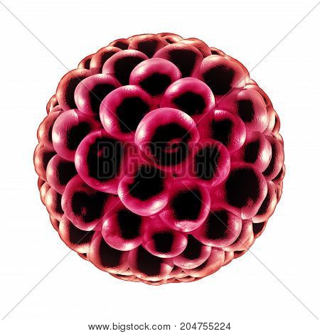 Blastocyst fertilization medical concept as a reproductive cell division icon in reproduction as an anatomy fertility symbol in a 3D illustration.