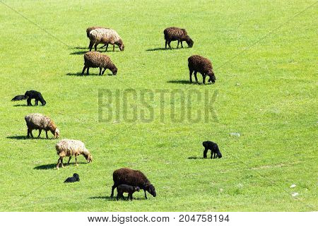 sheep in the pasture on the nature
