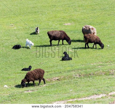 sheep in the pasture on the nature