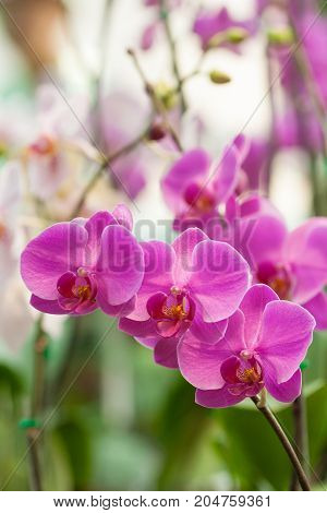 phalaenopsis orchid in garden - stock image