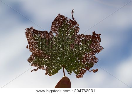 The green and red maple leaf on blue sky background
