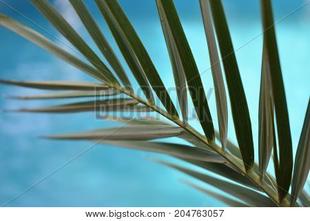 near pool tropical plant. summer time. tropical mood. palm leaves. warm sea. summer vacation. summer day. vacation time. swimming pool. spa vacation. travel concept. relax time