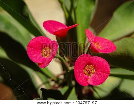four small flowers with only two petals