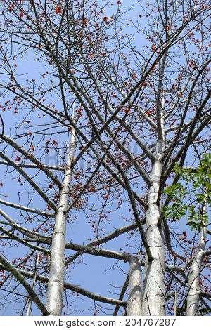 an old tree that has no leaves but still has many flowers