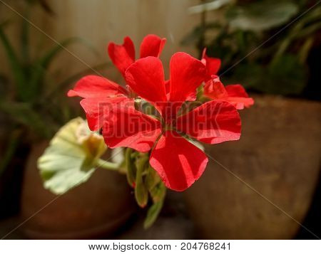 a red five petals flower on garden