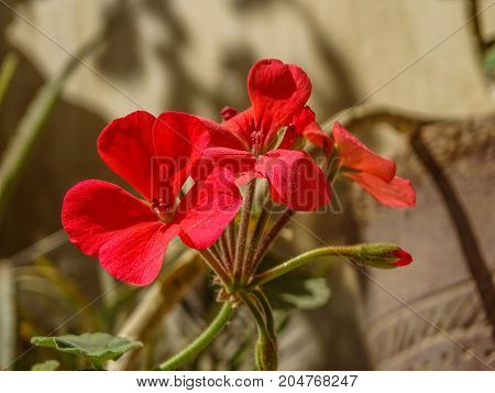 a red flower with five petals in old garden