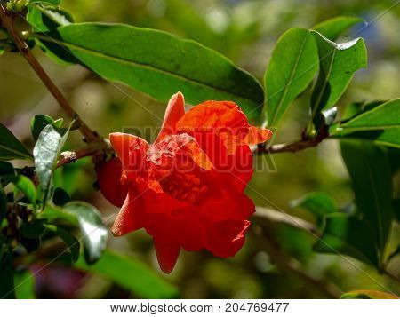 an orange pomegranate rose on its tree