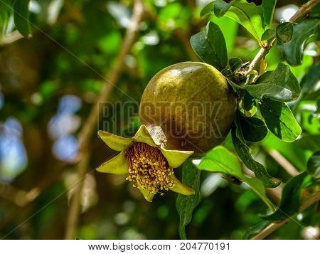 a small pomegranate fruit on it's tree