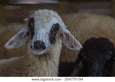 Close Up Cheeps In Farm