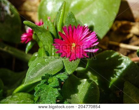 a small pink rose on it's tree in garden