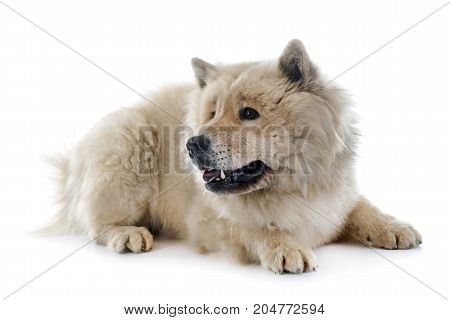 brown eurasier in front of white background