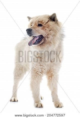 brown eurasier in front of white background