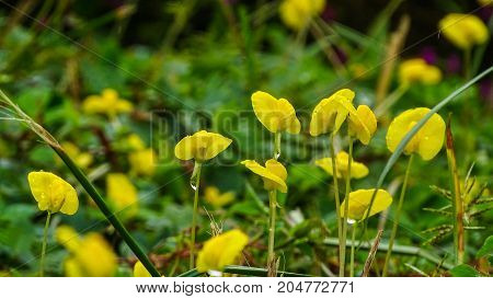 a small yellow flowers on the ground