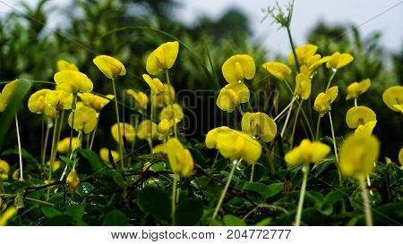a small yellow flowers on the ground
