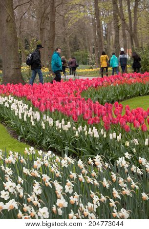 LISSE NETHERLANDS - APRIL 19 2017: Visitors at the Keukenhof Garden in Lisse Holland Netherlands.