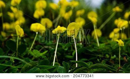 a small yellow flowers on the ground