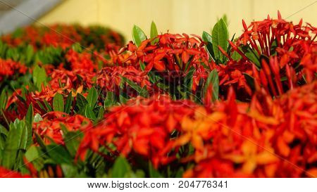 a nice red flowers on a garden