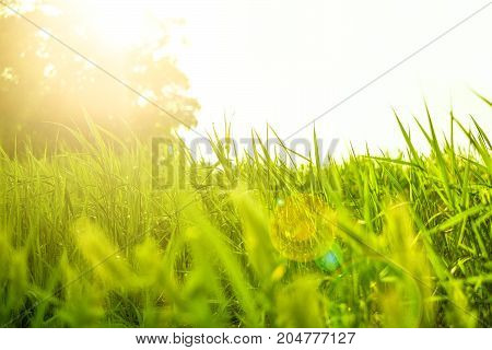 Fresh juicy green grass on the lawn. Grass in sunlight and glare. Summer sunset. Nature background. Photo with place for text. Copyspace.