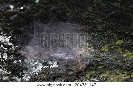 Abstract Spiderweb on black background. It's seen in the nature. in this picture I seen at Wudang Mountain Hubei China