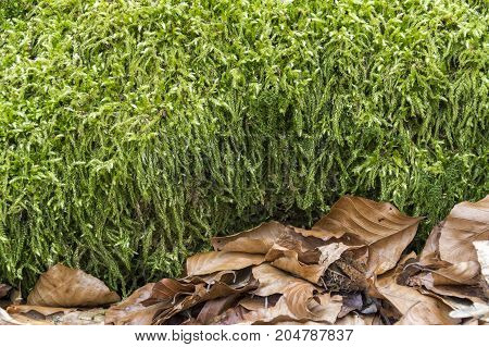 macro shot showing some green moss and brown autumn leafes
