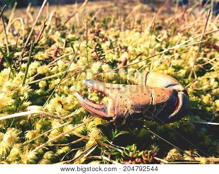 Crab Claw On A Mossy Rock Coastline, Low Tide View. The Rest Of The Crab After A Sea Bird Feed.