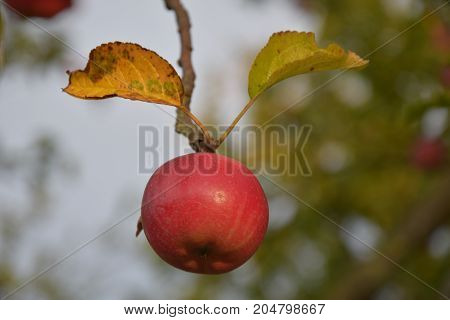 Lonely red apple hanging on the branch